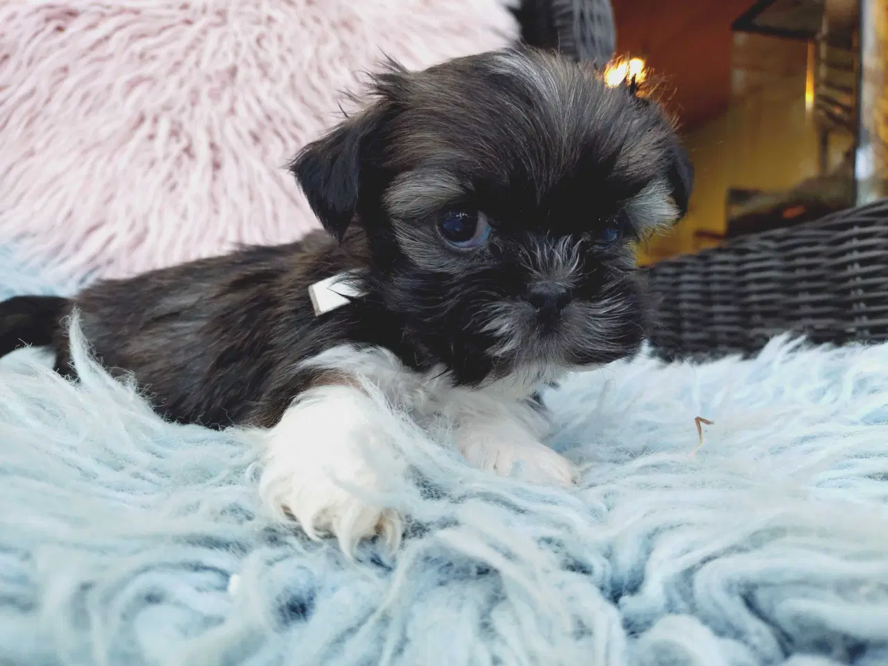 Billede 1 - Lhasa apso hvalpe med stambog