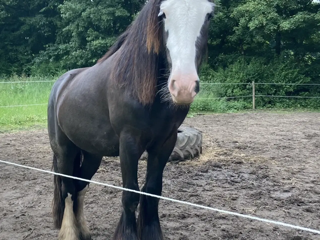Billede 1 - Irish cob hoppe