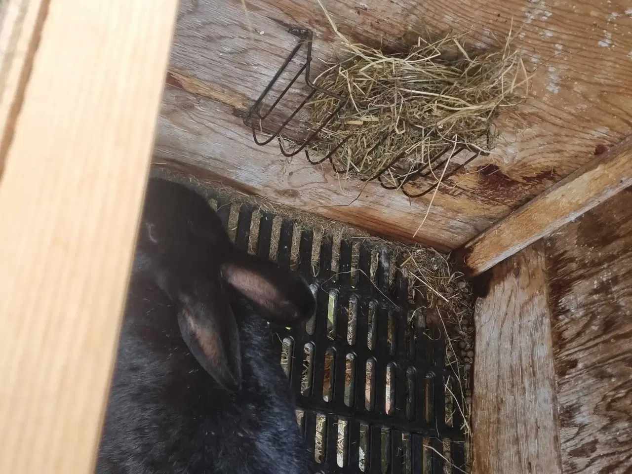 Billede 3 - Udebur + kanin – kun 200 kr