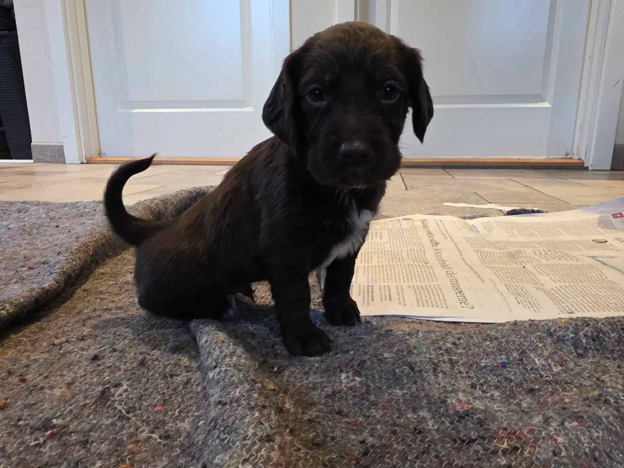 Billede 10 - FT Cocker Hvalpe.