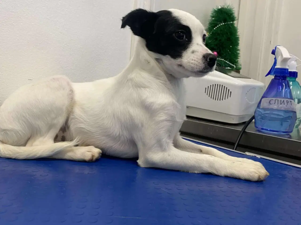 Billede 2 - Smukke Lykke leder efter nyt hjem