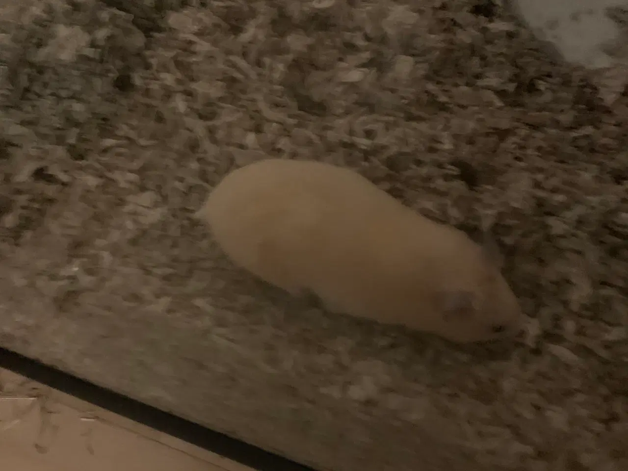 Billede 5 - Hamster bur + guldhamster 