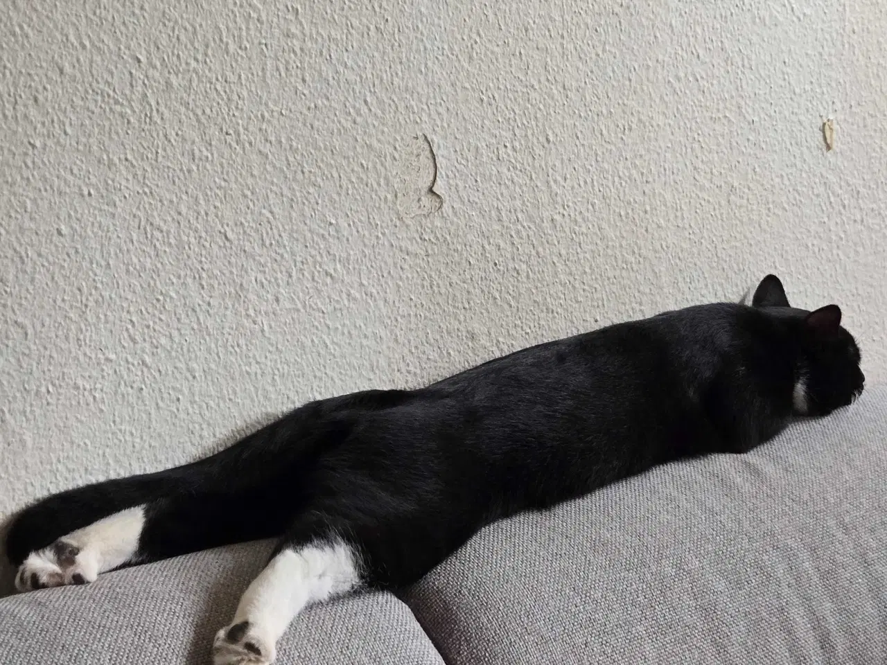 Billede 1 - Huskat Hankat søger nyt hjem