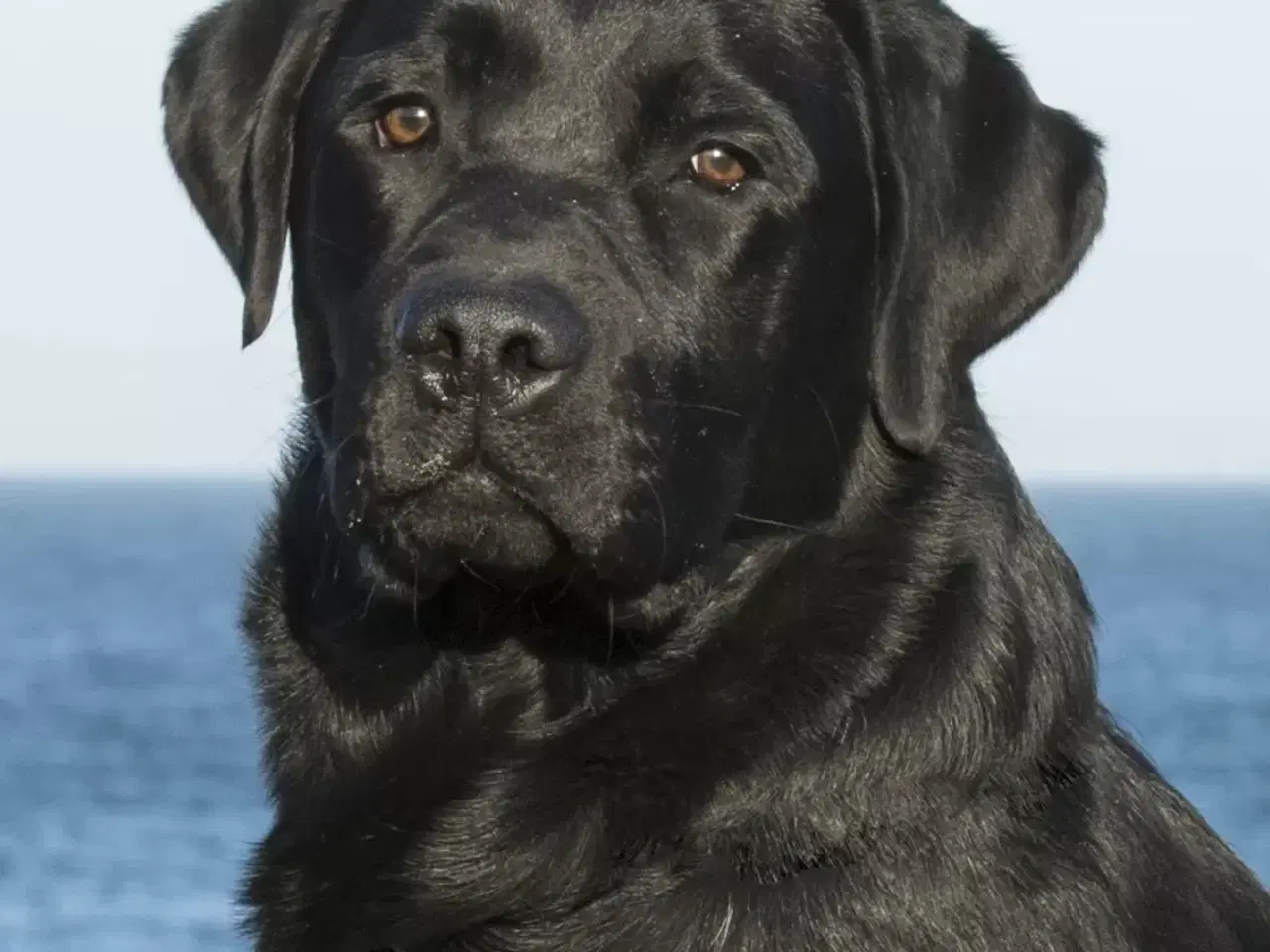 Billede 1 - Købes **Labrador hvalp ** Købes**