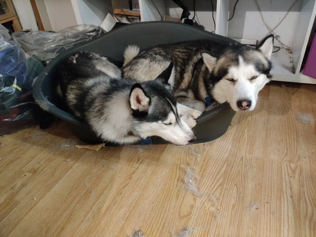 Billede 11 - 2 Slædehunde sælges