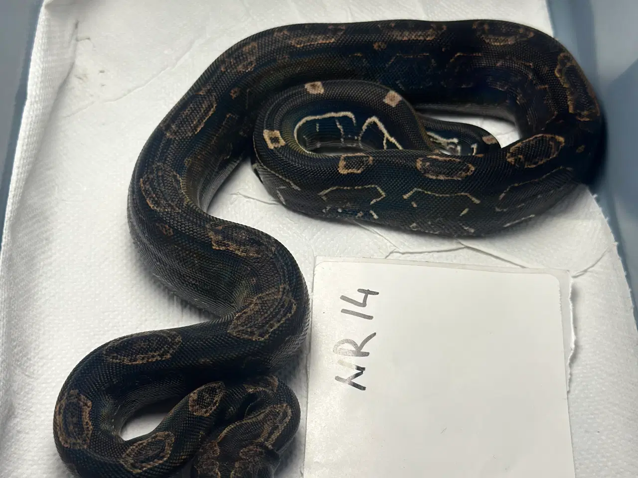 Billede 2 - Boa constrictor Keltic IMG poss Leopard Kahl A