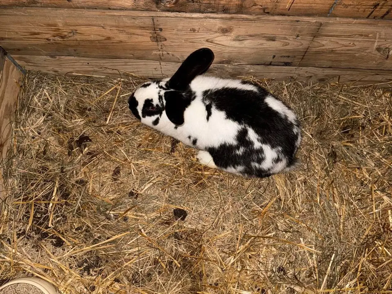 Billede 3 - Slagtet kanin til salg i zone Varde 