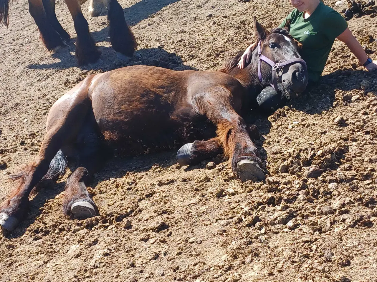 Billede 7 - 1 årig Jyskhest hingst sælges