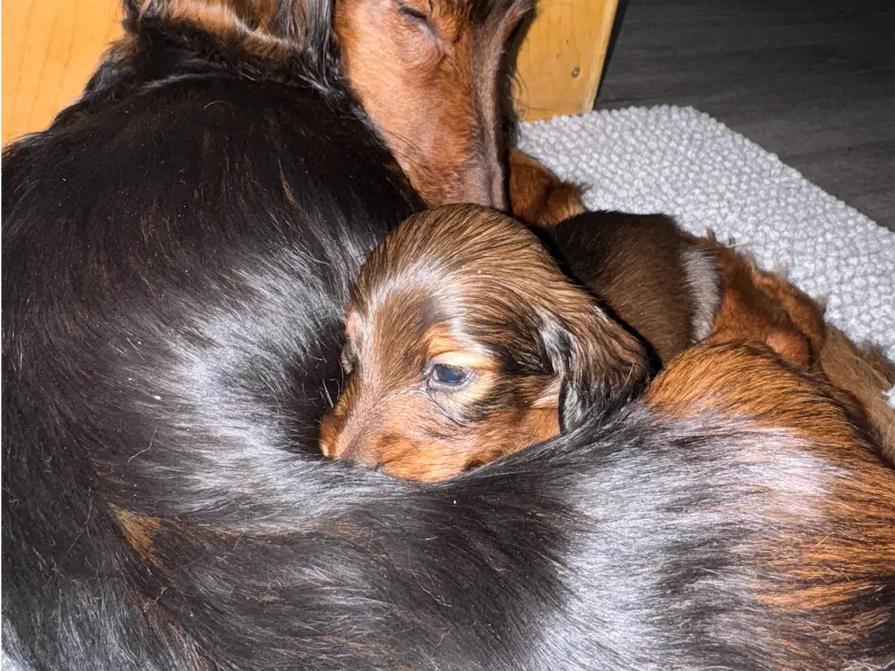 Billede 4 - Søde, charmerende og kærlige gravhunde hvalpe