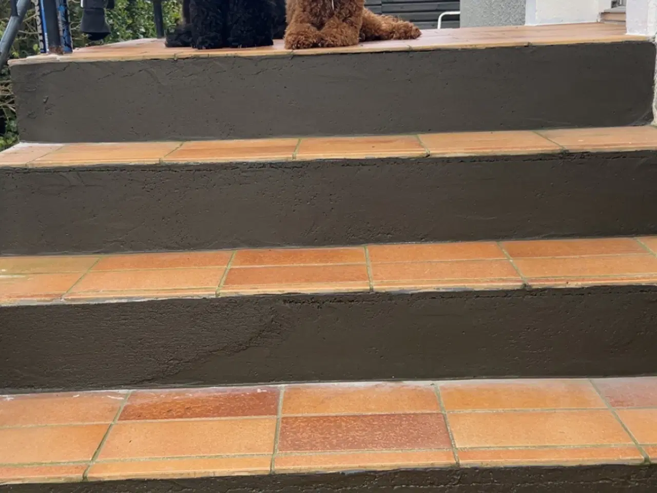 Billede 4 - Kælen dværgpuddel søger nyt hjem 