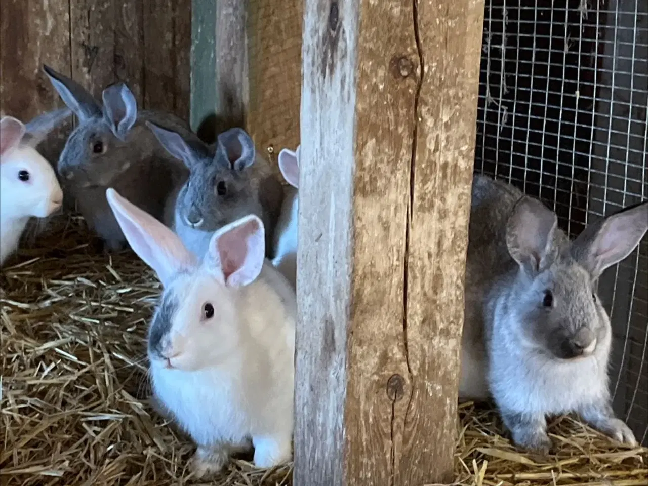 Billede 4 - Dværg kanin unger 