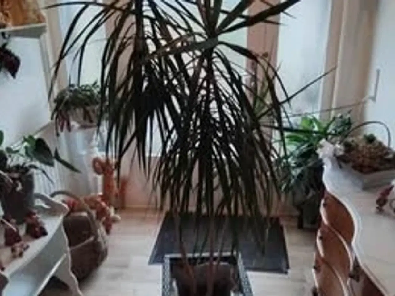 Billede 2 - Trestammet Drageblodstræ/Dracena Margirata