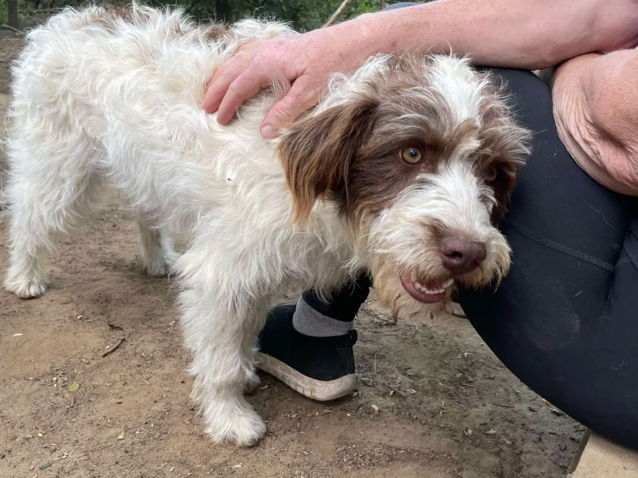 Billede 3 - Sødeste Frigge uldtot (Lagotto mix)