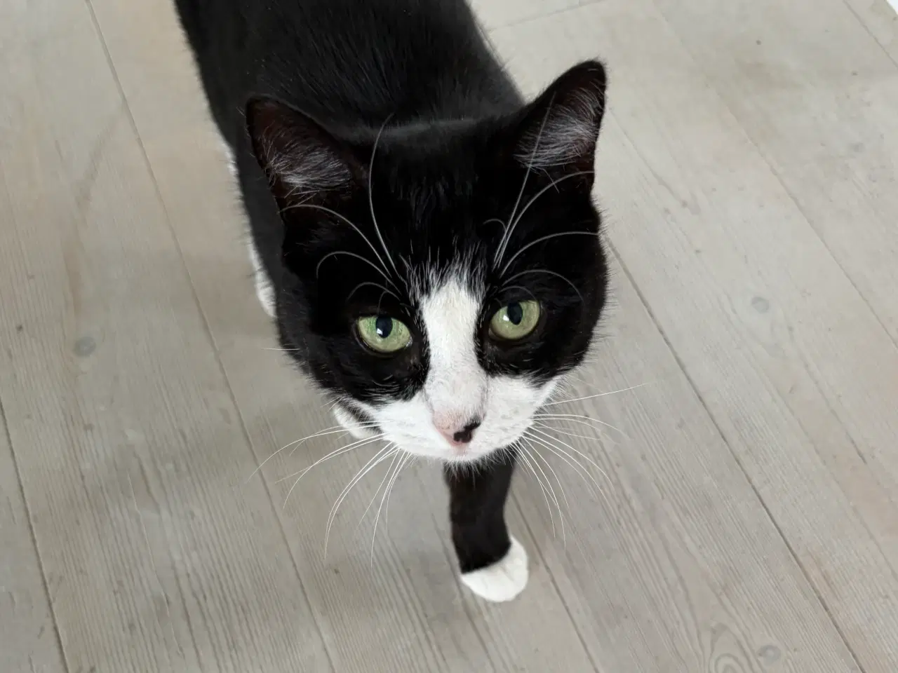 Billede 1 - Sød hun kat 