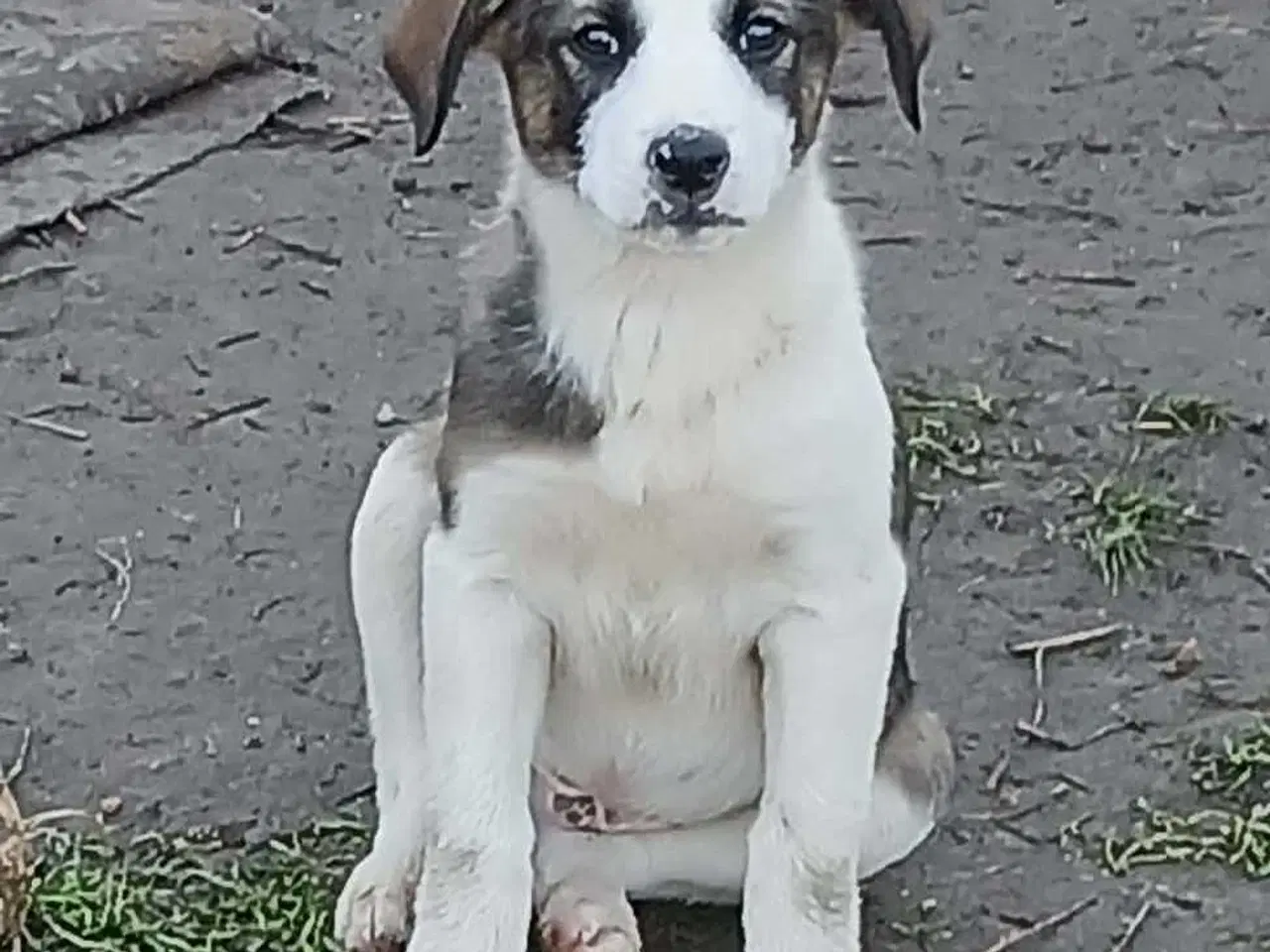 Billede 4 - Dax søger sin første familie