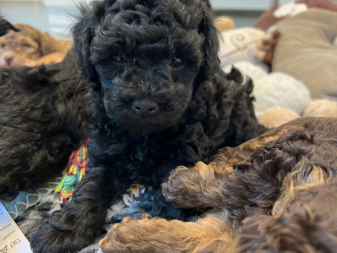 Billede 2 - Maltipoo 