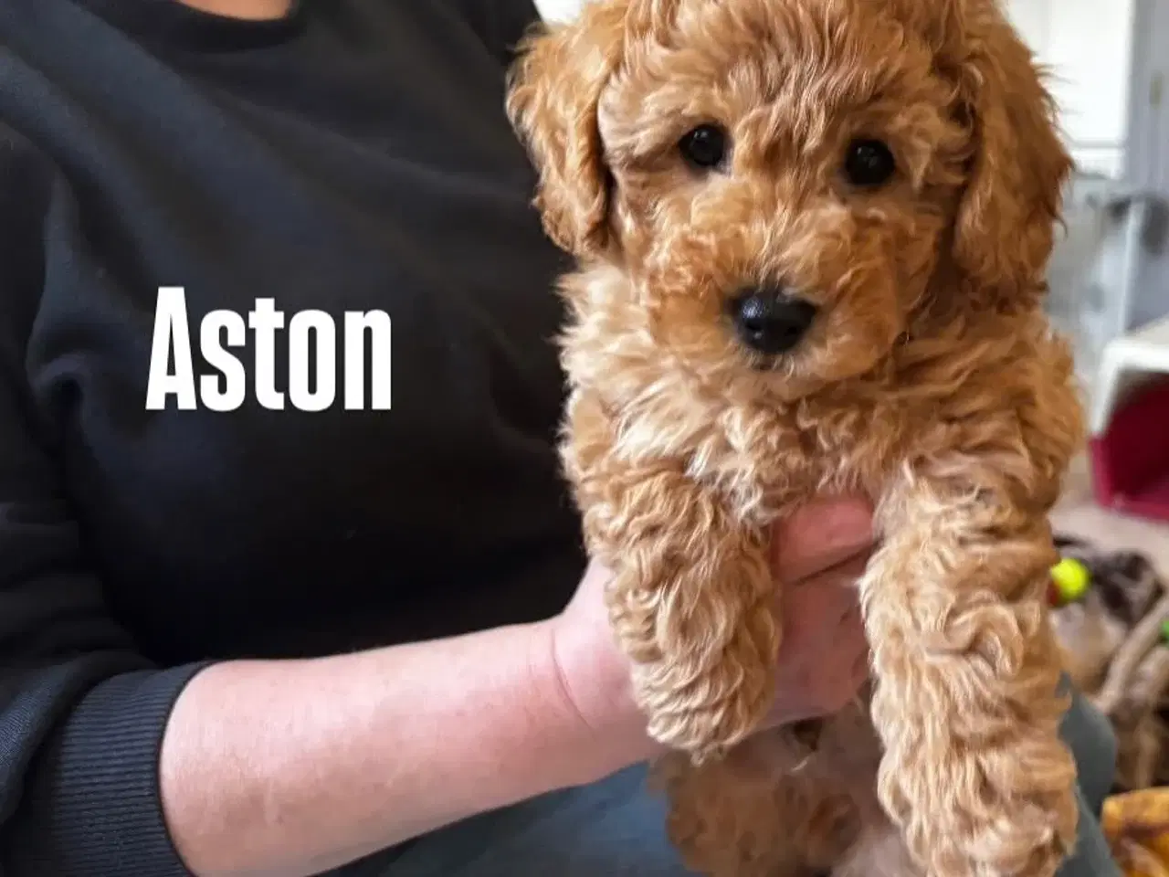 Billede 7 - Maltipoo hvalpe – 8 uger, chippet & vaccineret