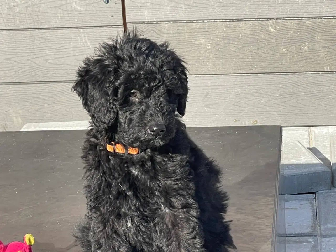 Billede 4 - Ny Pris ! Goldendoodle  mellem str Rejseklar 