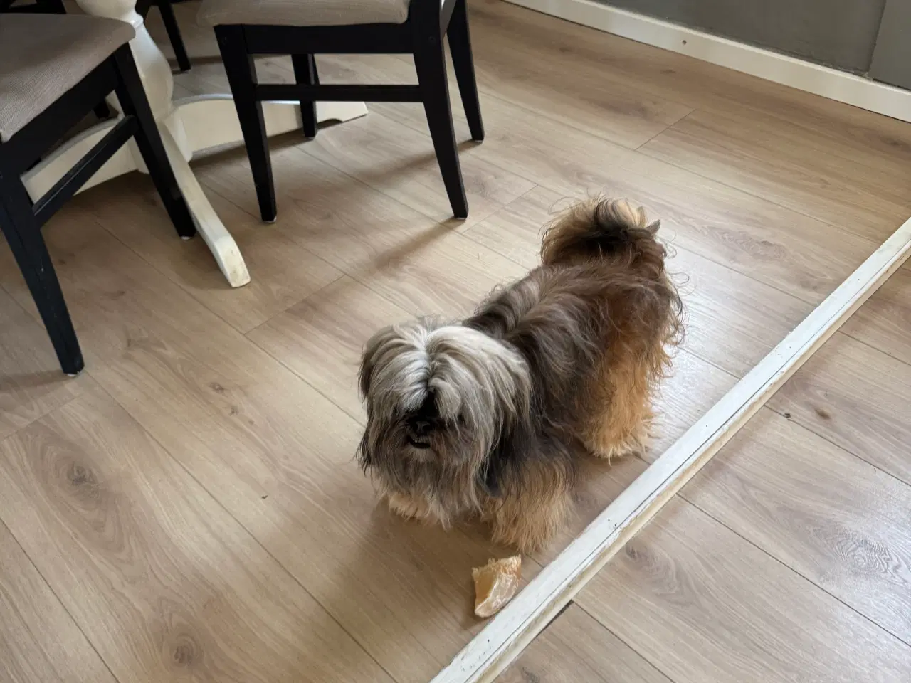 Billede 7 - Lhasa apso han 
