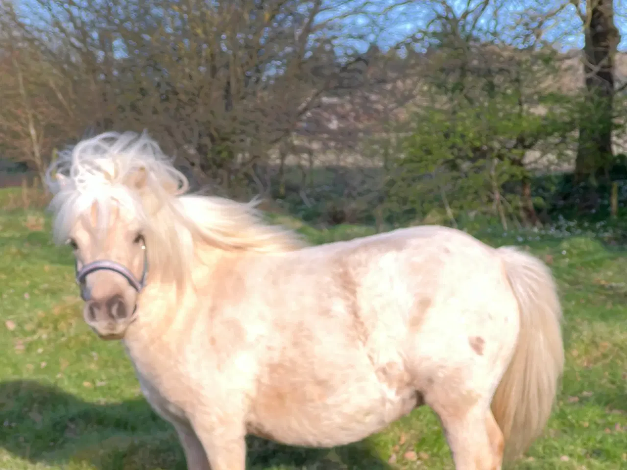 Billede 2 - Smuk Palomino Hoppe med føl 