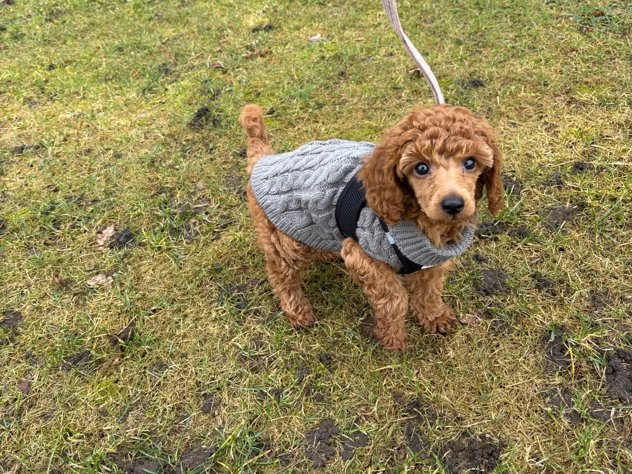 Billede 7 - 9 uger gammel dværg puddel tæve søger nyt hjem