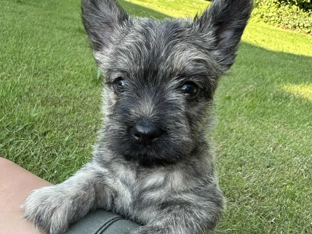 Billede 3 - Cairn terrier hvalpe, ægte uden stambog