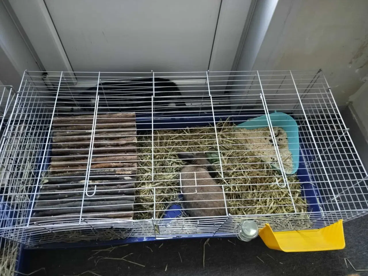 Billede 3 - Kanin sælges med bur