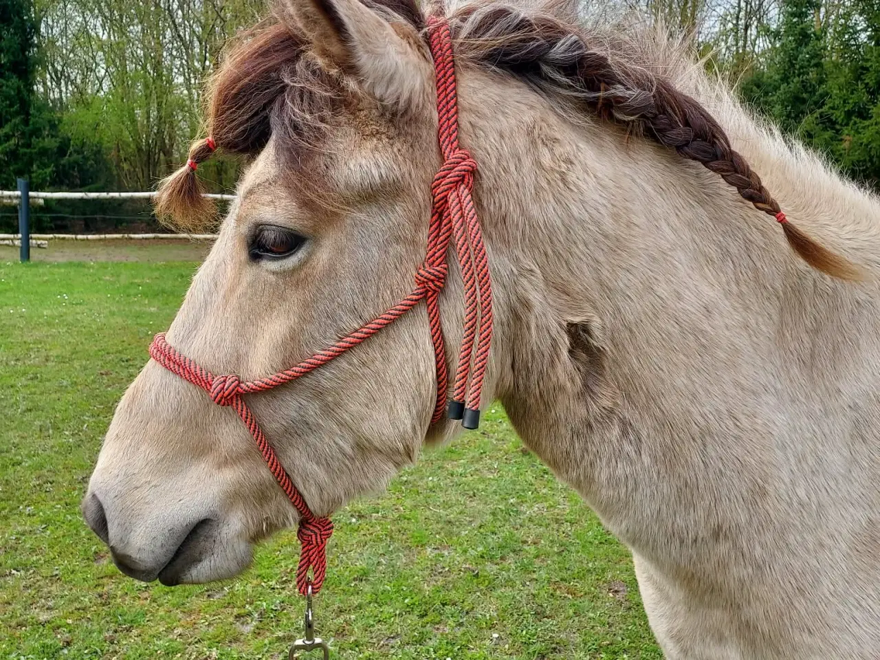 Billede 3 - Unik moldottbroget hoppe med føl