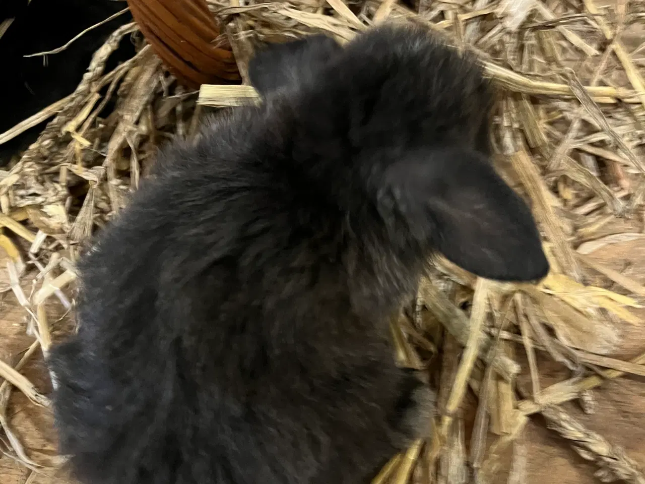 Billede 14 - 5 minilop unger klar 01/11-25