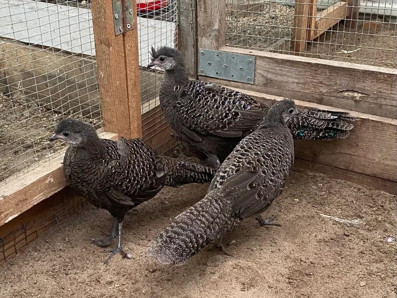 Billede 1 - Grå påfuglefasan