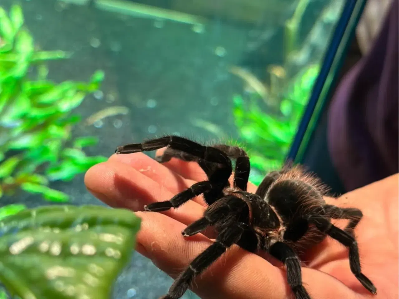 Billede 2 - exo terra + Brachypelma / Lasiodora parahybana