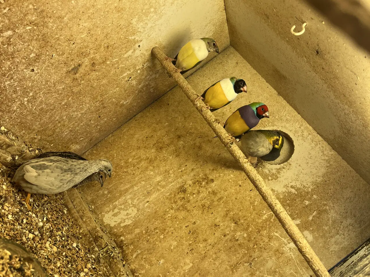 Billede 1 - finker goldsaminer