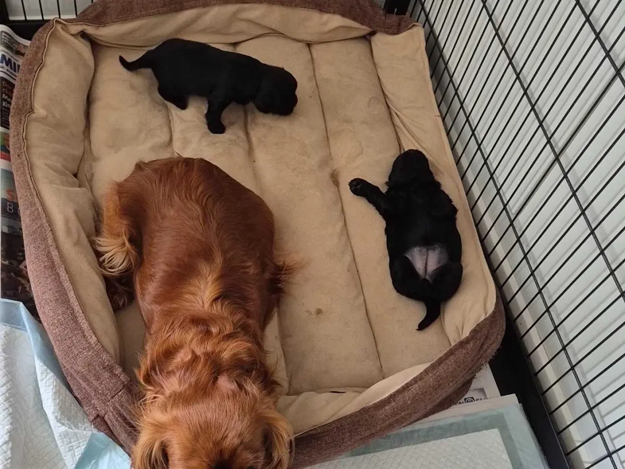 Billede 4 - Cavalier puddel 