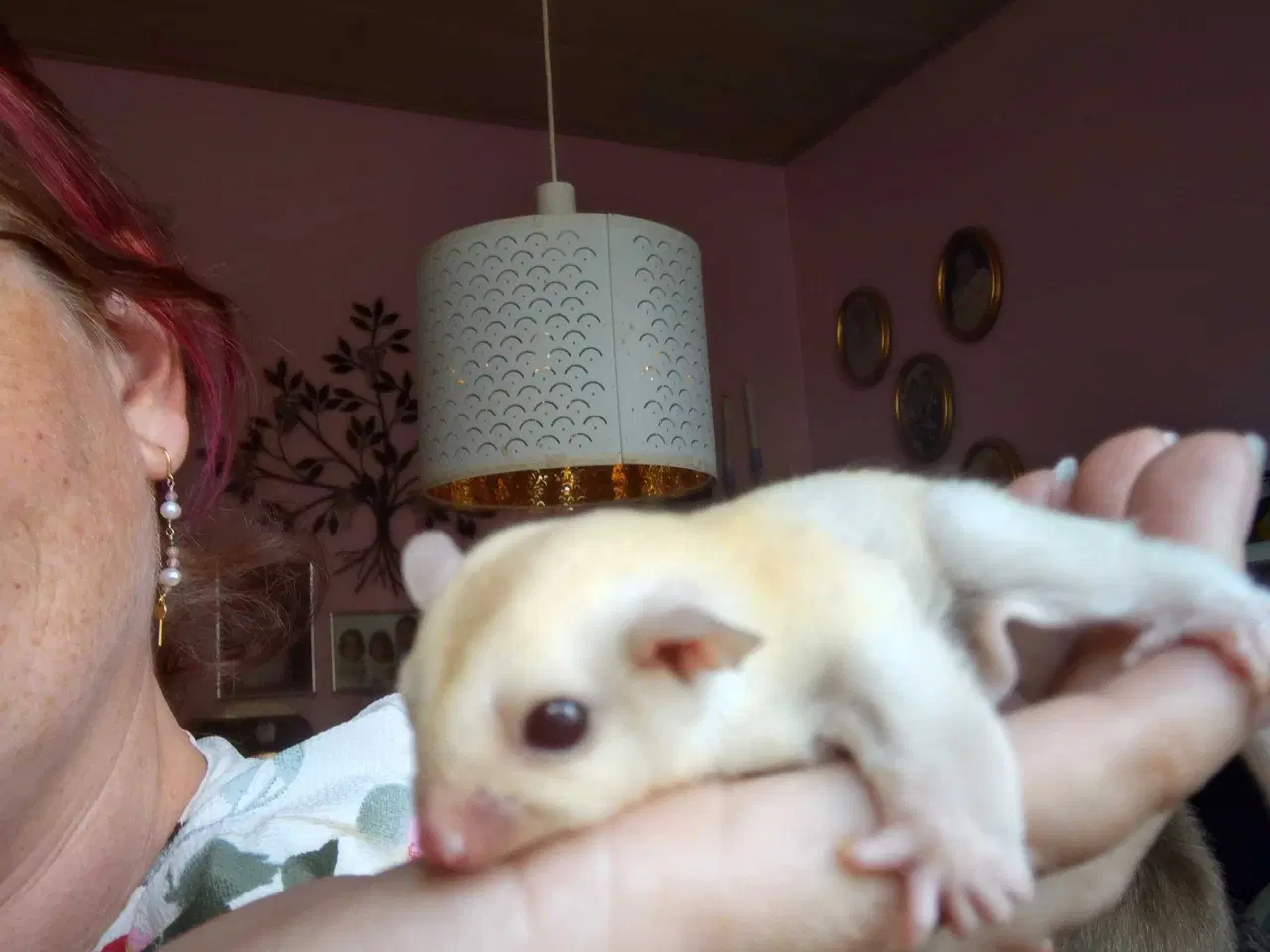Billede 5 - Sugar glider 