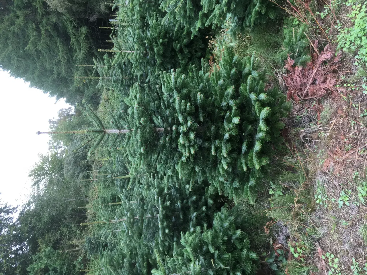 Billede 1 - Flotte Flotte Juletræer