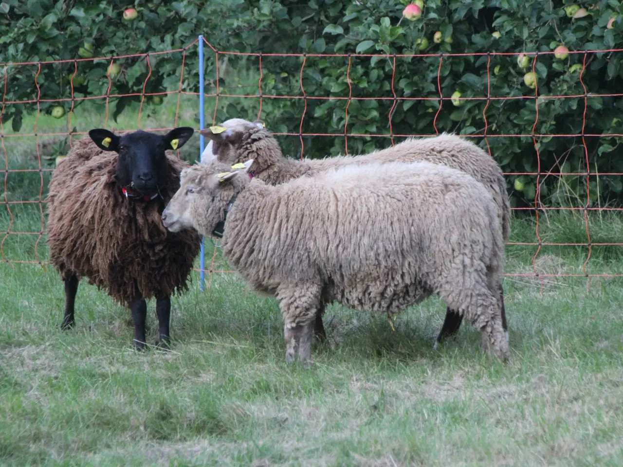 Billede 2 - Elektrisk nethegn til får
