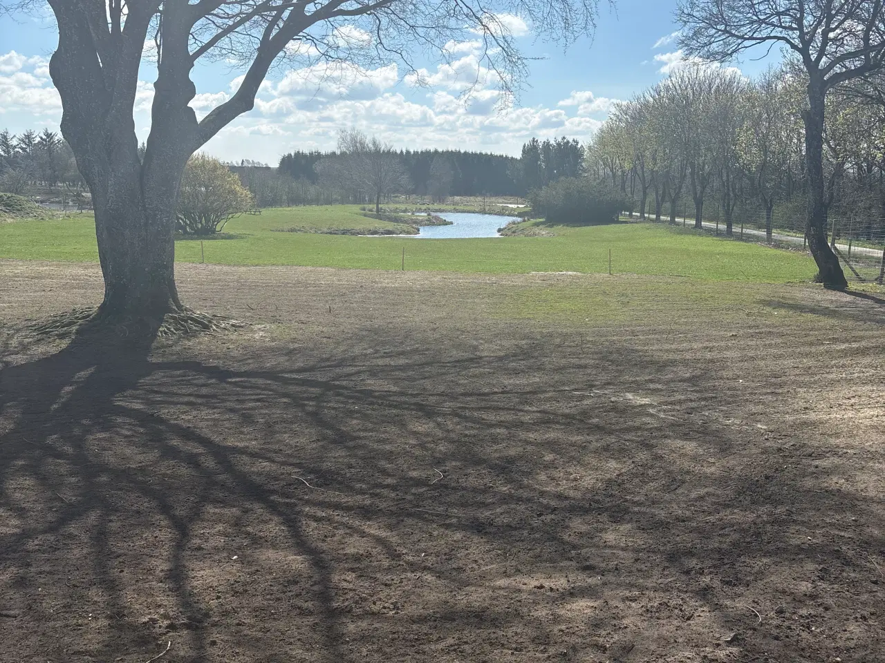 Billede 1 - Pryd ænder søges