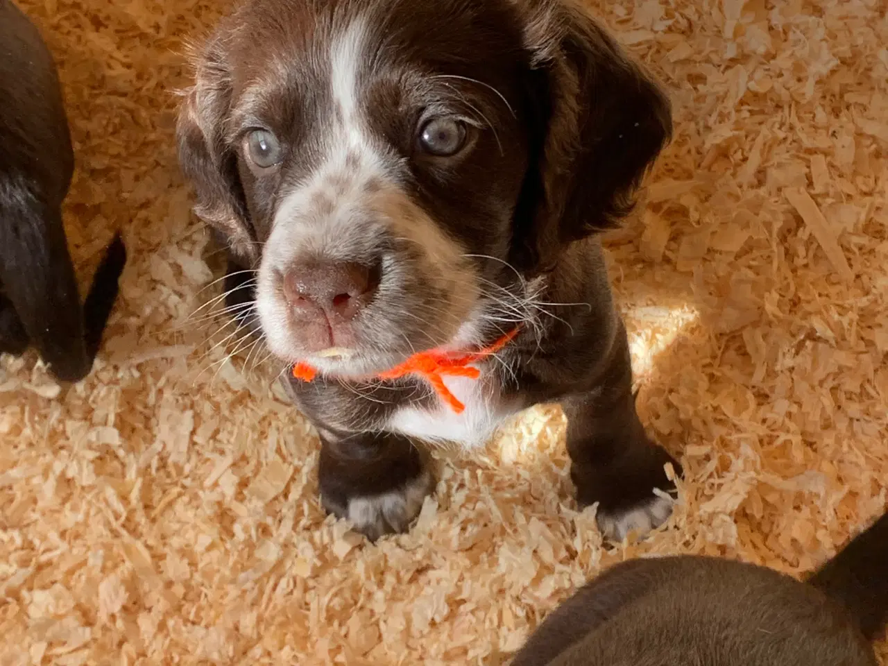 Billede 4 - FT Cocker Spaniel tæve