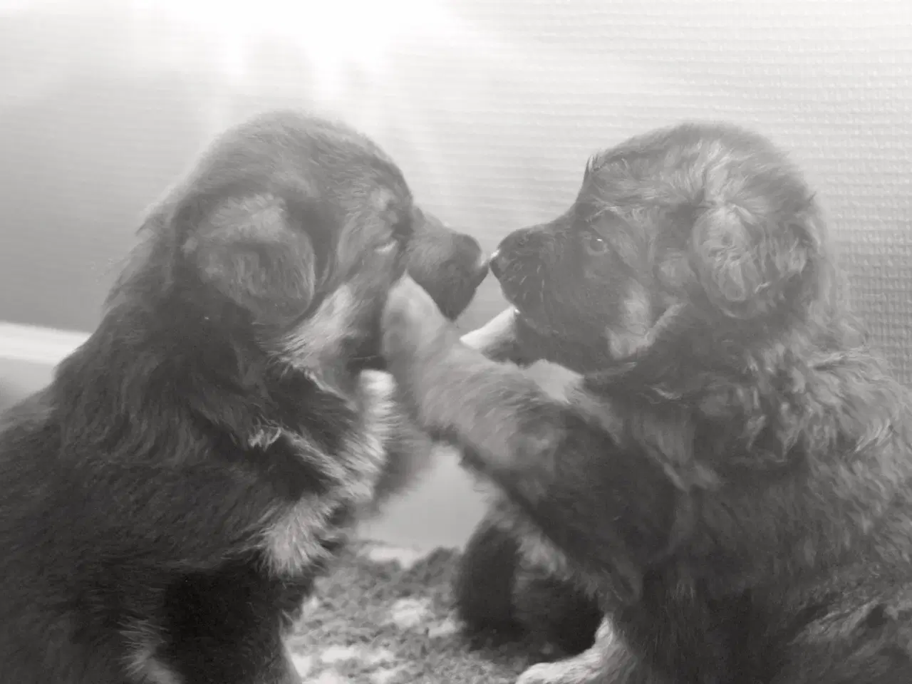 Billede 1 - Schæfertæver søger nye familier