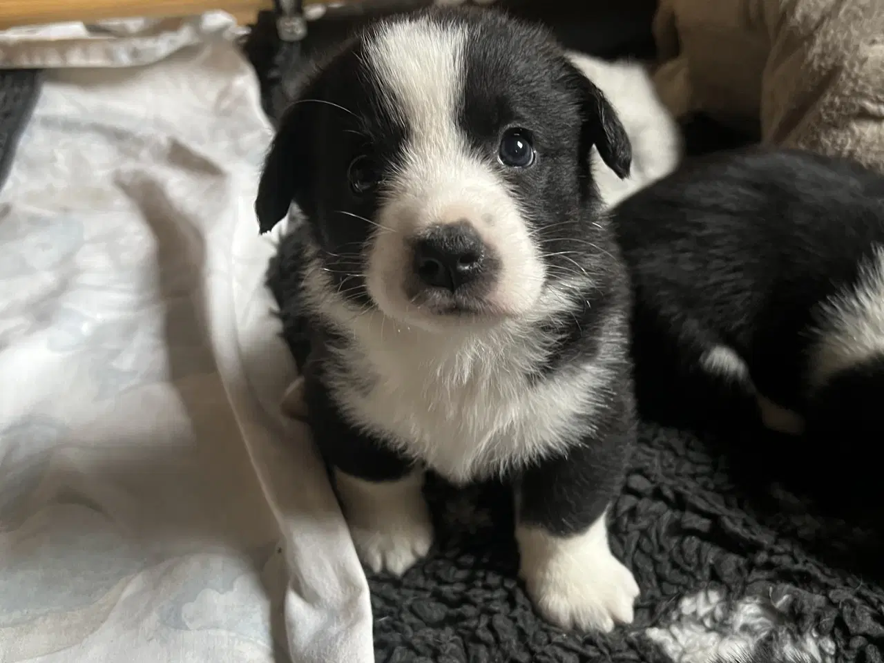 Billede 1 - Welsh Corgi Cardigan Hvalpe