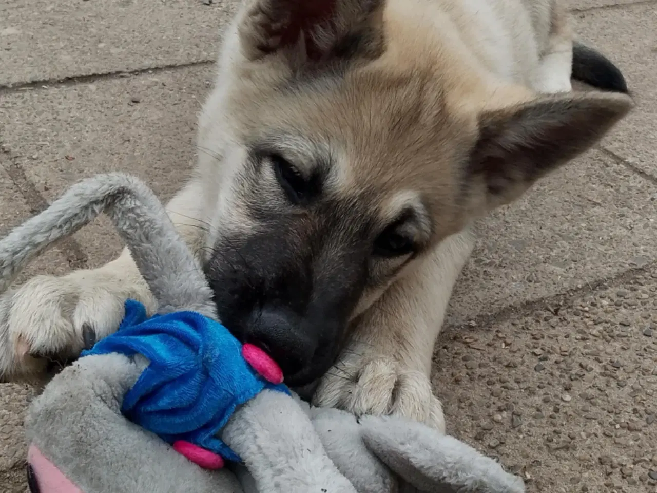 Billede 14 - Husky blandinger 