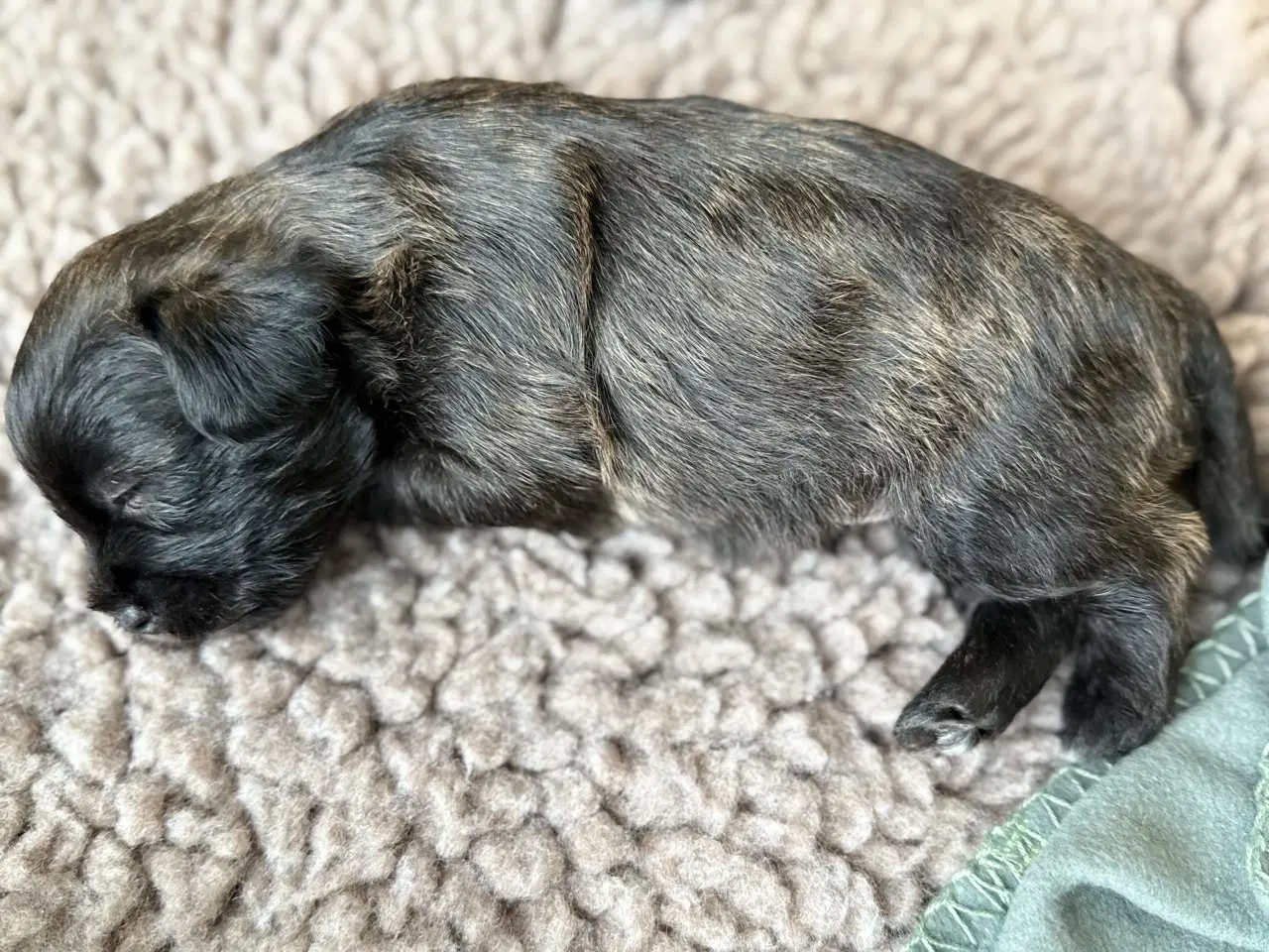 Billede 10 - 🐶 De skønneste familievenlige blandingshvalpe