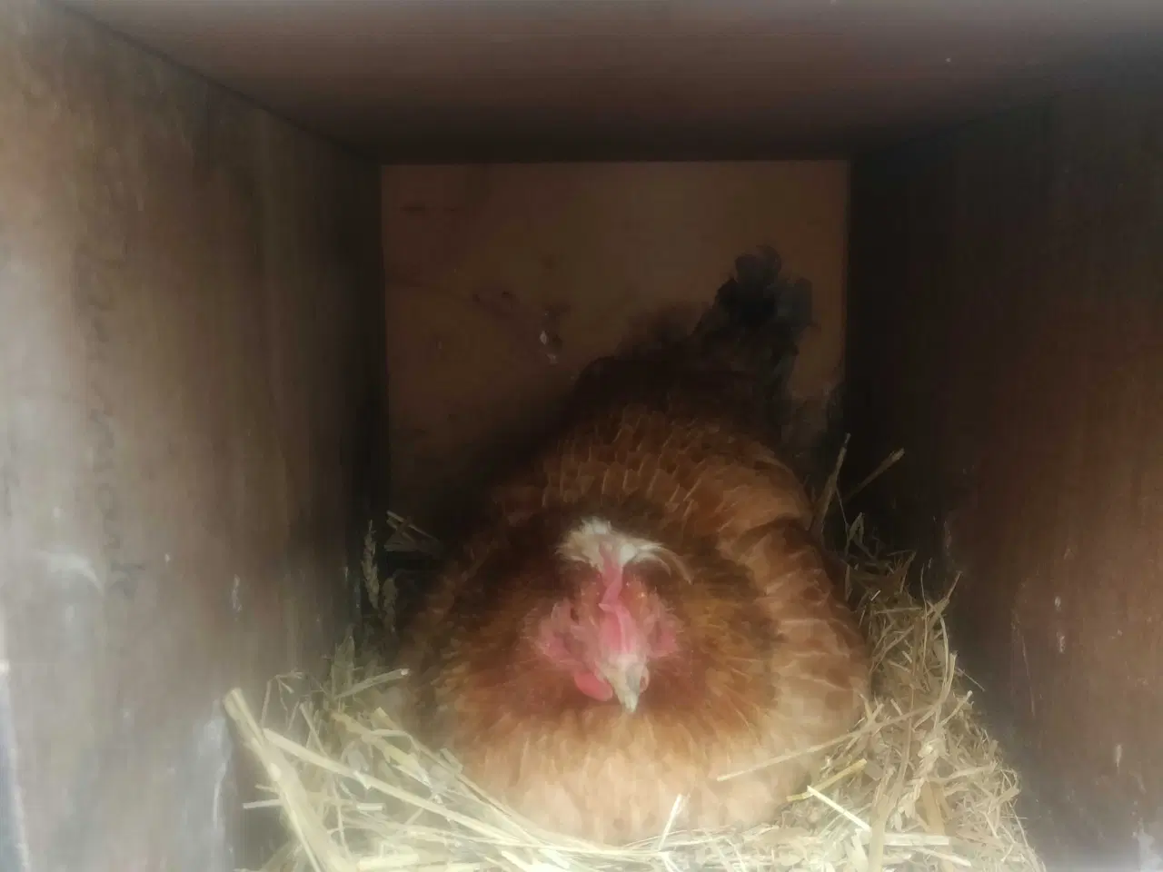 Billede 1 - Skruk sælges Randers