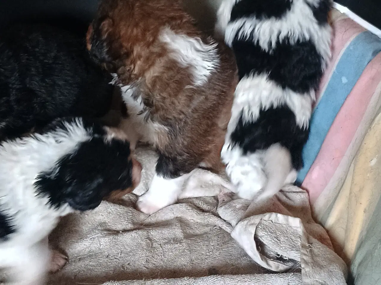 Billede 5 - Cocker Spaniel 