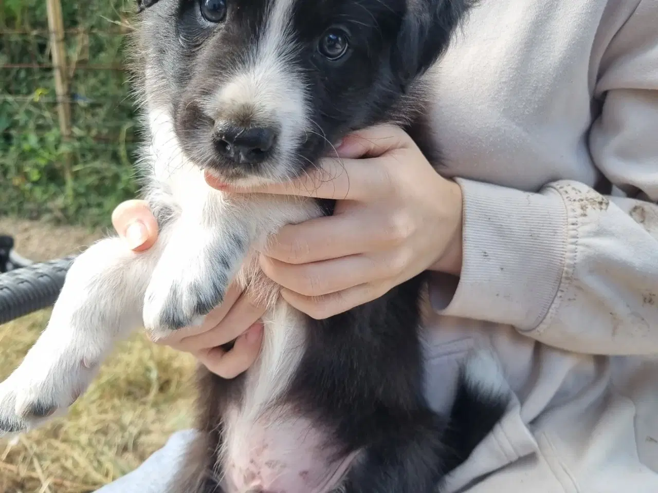 Billede 1 - Border collie hanhvalp