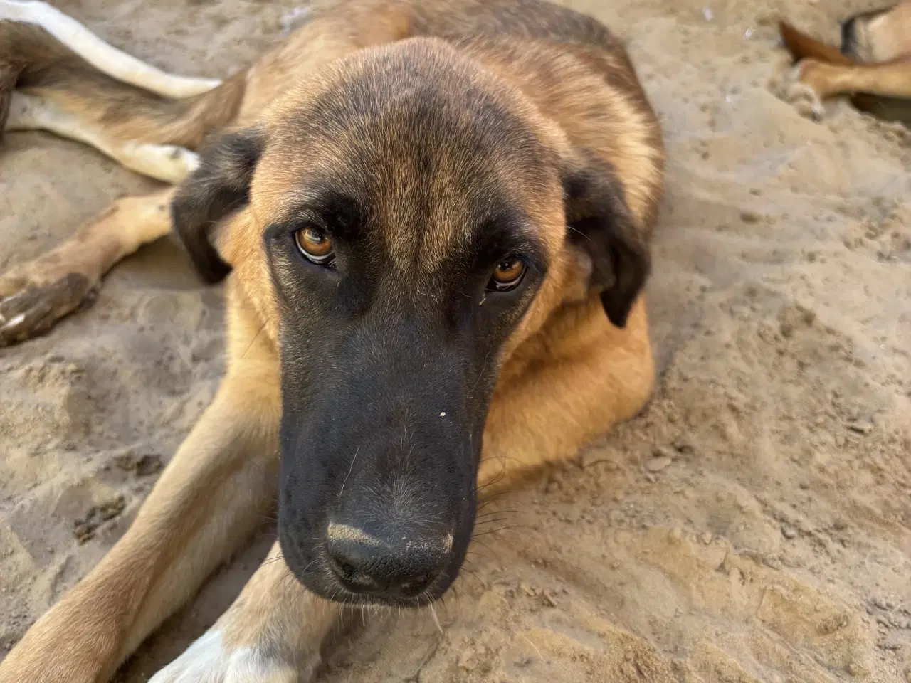 Billede 3 - Toby søger familie! 🤎