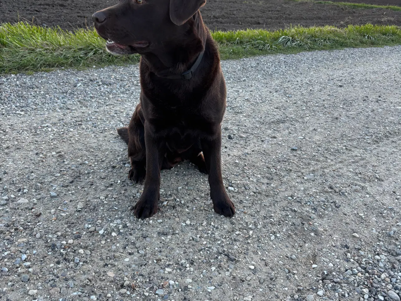 Billede 3 - Brun labrador 4,5 år