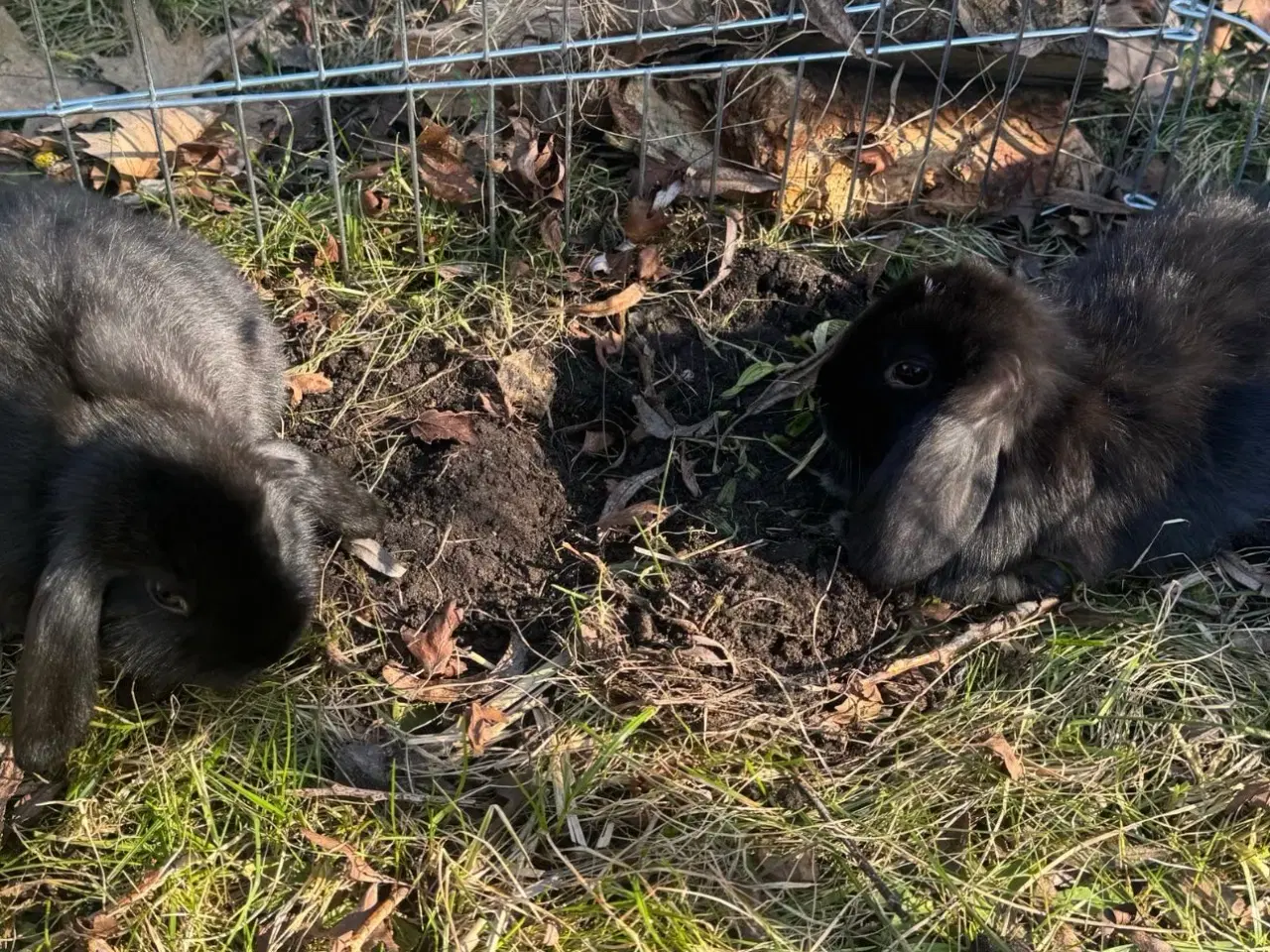 Billede 19 - Han Dværgvædder unger sælges 