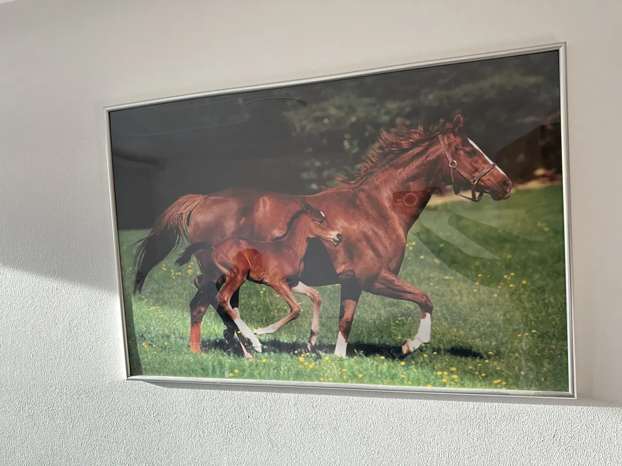 Billede 1 - Fin indrammet hesteplakat sælges
