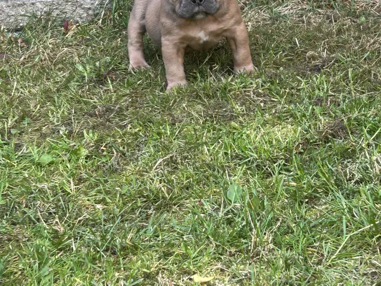 Billede 6 - New english bulldog